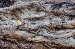 Patterns of layers of wood on dead pine trees on the shores of the Pacific Ocean in Olympic National Park, Washington photo