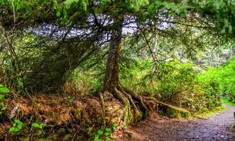 The tree grew on top of a fallen trunk of an old tree in Olympic National Park, Washington photo