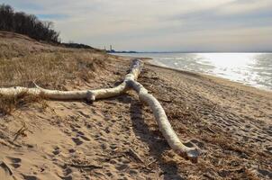 Trunk of a large dead tree ashore in a Indiana Dunes National Lakeshore, USA photo