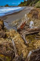 Trunks of fallen trees at low tide on the Pacific Ocean in Olympic, National Park, Washington photo