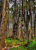 Old trees with outgrowths on trunks in the forest on the shores of the Pacific Ocean in Olympic National Park, Washington photo