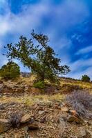 Desert succulents, cacti, prickly pear Cylindropuntia and Opuntia sp. and yucca on a hillside in Colorado, US photo