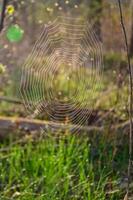 A round network of cobwebs in a forest against a backdrop of forest and green grass in State Park, Ohio. photo