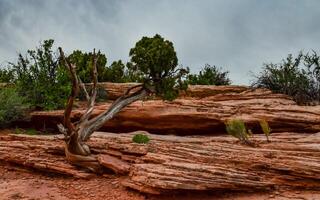 Coniferous tree on a background of red eroded rocks in Canyonlands National Park in Utah near Moab, US photo