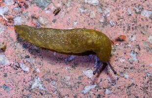 Limacus flavus - crawling yellow slug in the garden photo