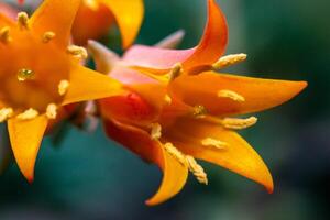 Close-up of a flower, succulent leaves of a succulent plant Echeveria sp. in a botanical collection photo
