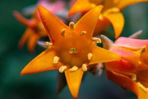 Close-up of a flower, succulent leaves of a succulent plant Echeveria sp. in a botanical collection photo