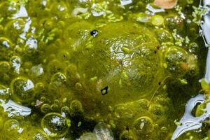 Freshwater algae Spirogyra release oxygen into the air, oxygen synthesis in water bodies photo