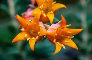 Close-up of a flower, succulent leaves of a succulent plant Echeveria sp. in a botanical collection photo
