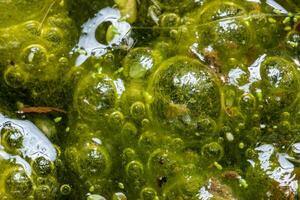 Freshwater algae Spirogyra release oxygen into the air, oxygen synthesis in water bodies photo