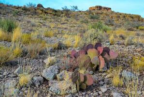 Golden prickly pear Opuntia aurea, opuntia basilaris var. aurea. Arizona cacti photo