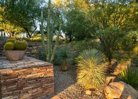 A group of succulent plants and cacti in the Phoenix Botanical Garden, Arizona, USA photo