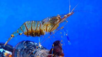 Rockpool shrimp Palaemon elegans, crustacean underwater photo
