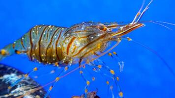 Rockpool shrimp Palaemon elegans, crustacean underwater photo