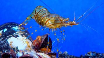 Rockpool shrimp Palaemon elegans, crustacean underwater photo