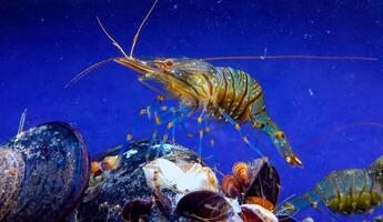 Rockpool shrimp Palaemon elegans, crustacean underwater photo