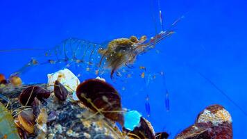 Rockpool shrimp Palaemon elegans, crustacean underwater photo
