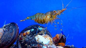 Rockpool shrimp Palaemon elegans, crustacean underwater photo