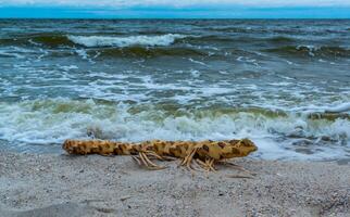 The explosion of the dam of the Kakhovka power plant, garbage and roots of the water plant water lily thrown onto the beaches of Odessa photo