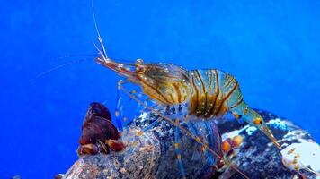 Rockpool shrimp Palaemon elegans, crustacean underwater photo