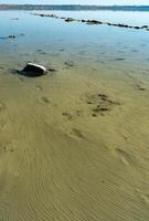 The bottom of the drying dead sea Kuyalnik estuary, Odea region photo