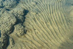 The bottom of the drying dead sea Kuyalnik estuary, Odea region photo