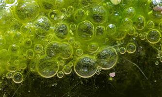 Freshwater algae Spirogyra release oxygen into the air, oxygen synthesis in water bodies photo