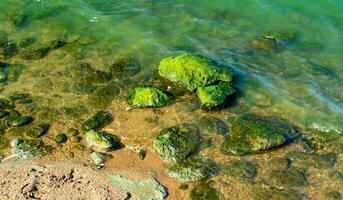Natural landscape, green Enteromorpha algae on rocks near the shore of the Khadzhibey estuary photo