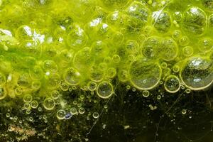 Freshwater algae Spirogyra release oxygen into the air, oxygen synthesis in water bodies photo