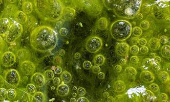 Freshwater algae Spirogyra release oxygen into the air, oxygen synthesis in water bodies photo