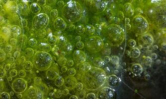 Freshwater algae Spirogyra release oxygen into the air, oxygen synthesis in water bodies photo