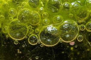 Freshwater algae Spirogyra release oxygen into the air, oxygen synthesis in water bodies photo