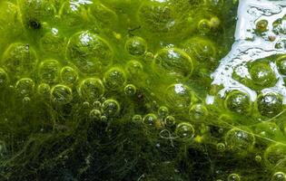Freshwater algae Spirogyra release oxygen into the air, oxygen synthesis in water bodies photo