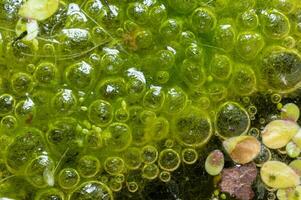 Freshwater algae Spirogyra release oxygen into the air, oxygen synthesis in water bodies photo