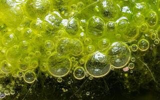 Freshwater algae Spirogyra release oxygen into the air, oxygen synthesis in water bodies photo
