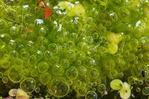 Freshwater algae Spirogyra release oxygen into the air, oxygen synthesis in water bodies photo