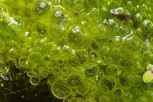 Freshwater algae Spirogyra release oxygen into the air, oxygen synthesis in water bodies photo