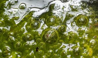 Freshwater algae Spirogyra release oxygen into the air, oxygen synthesis in water bodies photo