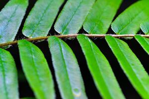 Close-up, fern leaf in the botanical garden collection, Odessa photo