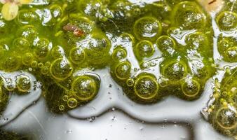 Freshwater algae Spirogyra release oxygen into the air, oxygen synthesis in water bodies photo