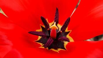 Close-up, Red tulips blooming in spring in the garden, botanical garden photo