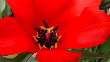 Close-up, Red tulips blooming in spring in the garden, botanical garden photo