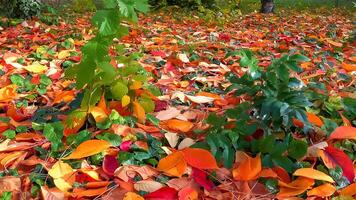 Beautiful red-yellow cherry and sakura leaves fallen to the ground in autumn photo