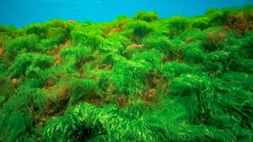 Underwater landscape, Black Sea. Green, red and brown algae on the seabed photo