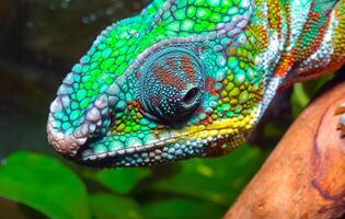 The graceful chameleon Chamaeleo gracilis, multi-colored chameleon in the stage of excitement in the terrarium photo