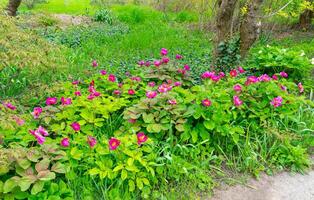 Dwarf tree peony blooming with red flowers in a botanical garden photo