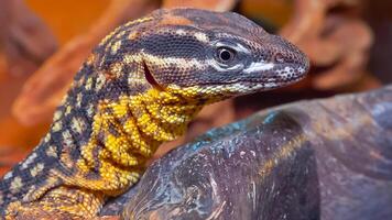 Spiny-tailed monitor Varanus acantburus, watching the prey photo