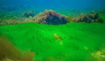 Underwater landscape, Black Sea. Green, red and brown algae on the seabed photo