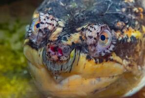 Close-up, head Snapping Turtle Chelydra serpentina, terrarium photo