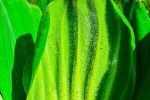 The underside of a leaf of a floating plant Pistia stratiotes, covered with water-resistant hairs photo